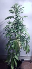 Tangie Cookies #1