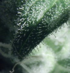 Tangie Cookies #1
