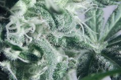 Tangie Cookies #1