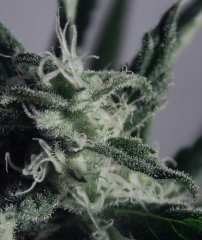 Tangie Cookies #1