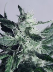 Tangie Cookies #1