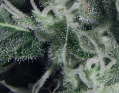Tangie Cookies #1