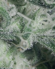 Tangie Cookies #1