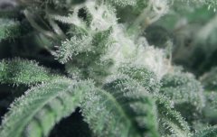 Tangie Cookies #1