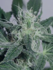 Tangie Cookies #1