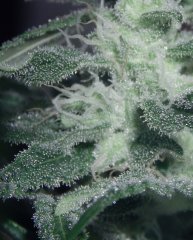 Tangie Cookies #1