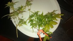 TortureOver9000.JPG