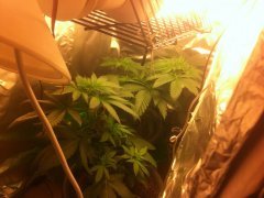 critical kush .jpeg