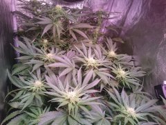 F26Critical+EtJack.JPG