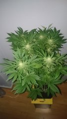 F29_Mazar1.JPG