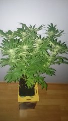 F29_Mazar2.JPG
