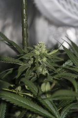 Vanilla Kush FLO+31