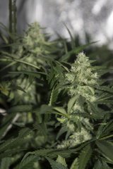 Vanilla Kush FLO+42