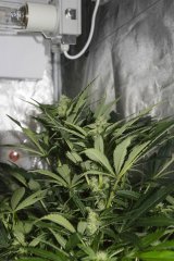 Holy Grail Kush FLO+32