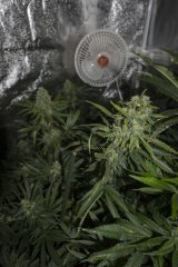 Supercheese FLO+49