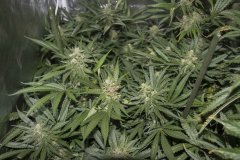 Vanilla Kush FLO+49