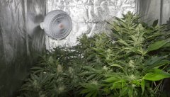 FLO+49 (VK + SC) FLO+46 (HF) FLO+39(HGK)