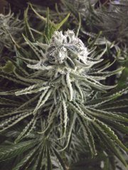 O.G. Kush