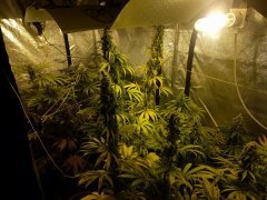 5 semaine de flo blue dream/skunk#1 / critical+ / AK47