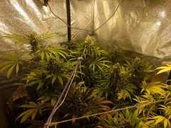 5 semaine de flo blue dream/skunk#1 / critical+ / AK47