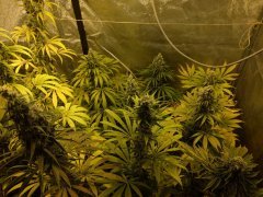5 semaine de flo blue dream/skunk#1 / critical+ / AK47