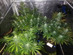 Deep Cheese / Cheese CBD