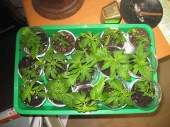 IMG_2174.JPG