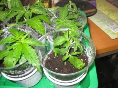 IMG_2175.JPG