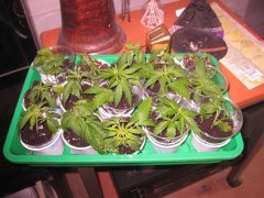 IMG_2176.JPG