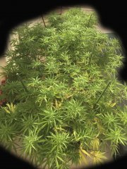 Sour Tangie #6 et Master Kush #2