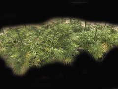 Sour Tangie #6 et Master Kush #2