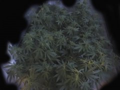 Sour Tangie #6