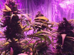IMG_5245.JPG
