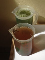 Phyto-stimulants - Ortie vs Consoude - IMG_5913.JPG
