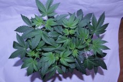 IMG_9785.JPG