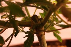 IMG_9788.JPG