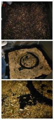 No-Till_07.png