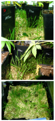 No-Till_09.png