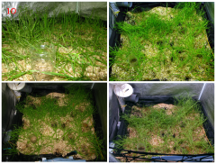 No-Till_10.png