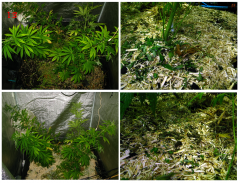 No-Till_13.png
