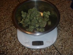 skunk 1
