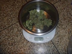 skunk 2