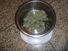 skunk3