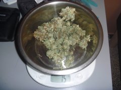 skunk 6