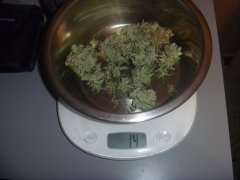 skunk 7