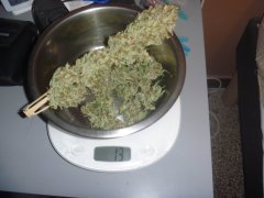skunk 8