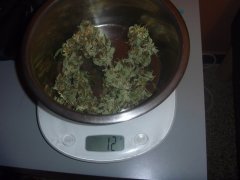 skunk 9