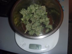skunk 10