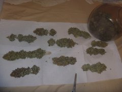 Bud Principaux Skunk#1