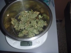 Purple Bud 1